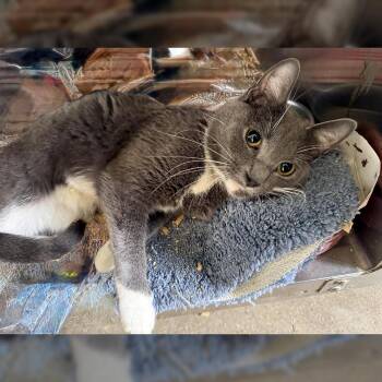 Rescue Domestic Short Hair Cats for Adoption in Lambertville, New Jersey - Gabriella | PetCurious