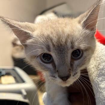 Dill -  Domestic Short Hair and Siamese Cat for Adoption in Waldorf, Maryland - Dill | PetCurious