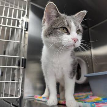 Bueno -  Domestic Short Hair Cat for Adoption in Detroit Lakes, Minnesota - Bueno | PetCurious