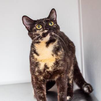 Jenga -  Domestic Short Hair Cat for Adoption in Hattiesburg, Mississippi - Jenga | PetCurious