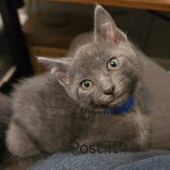 Domestic Short Hair Cats Available for Adoption in Knoxville, Tennessee - Post-it | PetCurious