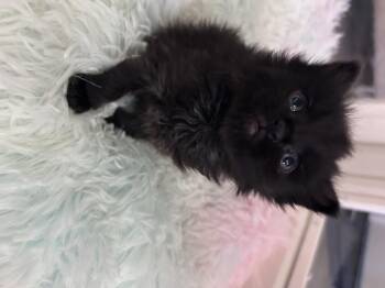 Domestic Short Hair Cats Available for Adoption in Fruit Heights, Utah - Bean | PetCurious