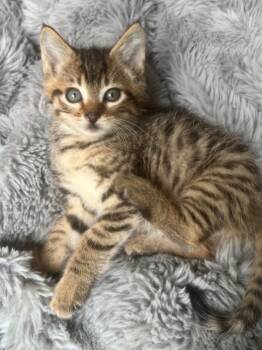 Rescue Domestic Short Hair Cats for Adoption in Vashon, Washington - Tiger Lily | PetCurious