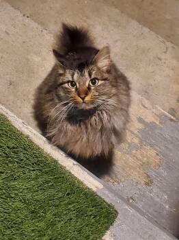 Domestic Long Hair Cats Available for Adoption - Zoey (TAS #2) | PetCurious