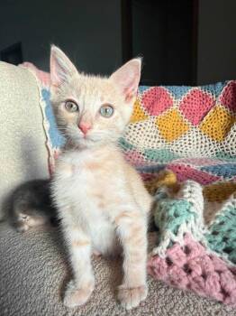 Chimichanga -  Domestic Short Hair Cat for Adoption in Shawnee, Oklahoma - Chimichanga | PetCurious
