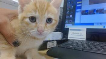 PAULY -  Domestic Short Hair Cat for Adoption in Doral, Florida - PAULY | PetCurious