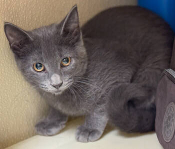 Rescue Domestic Short Hair Cats for Adoption in Verona, Wisconsin - Dusty | PetCurious