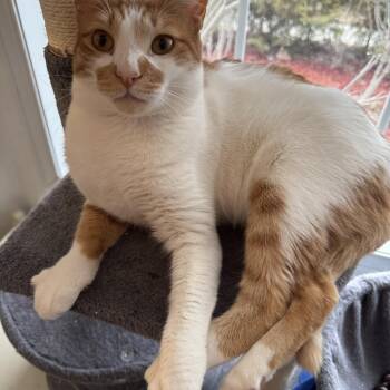Graci -  Domestic Short Hair Cat for Adoption in Brampton, Ontario - Graci | PetCurious