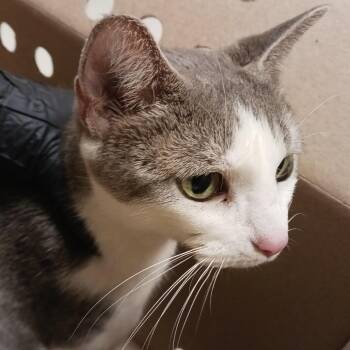 Domestic Short Hair Cats Available for Adoption in Baltimore, Maryland - Banana Slug | PetCurious