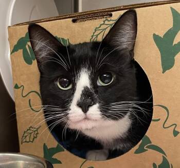 Oreo -  Domestic Short Hair Cat for Adoption in Troutdale, Oregon - Oreo | PetCurious