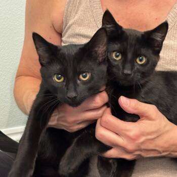Rescue Domestic Short Hair Cats for Adoption in La Center, Washington - Bonded Buds | PetCurious