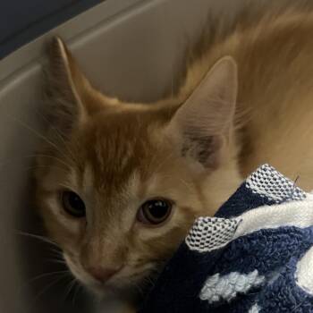 Javier -  Domestic Short Hair Cat for Adoption in Yuma, Arizona - Javier | PetCurious