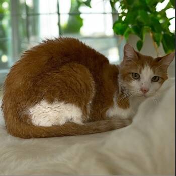 Rescue Domestic Short Hair Cats for Adoption in Pittsfield, Illinois - Tiger | PetCurious