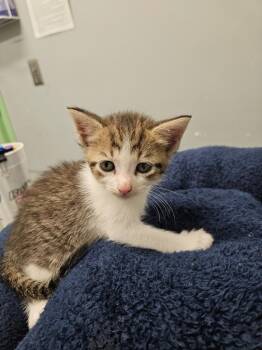 Fluttershy -  Domestic Short Hair Cat for Adoption in Bloomington, Indiana - Fluttershy | PetCurious