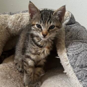 Piggy -  Domestic Short Hair Cat for Adoption in Philadelphia, Pennsylvania - Piggy | PetCurious