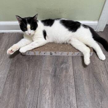 Rescue Domestic Short Hair Cats for Adoption in Los Angeles, California - Lucy | PetCurious