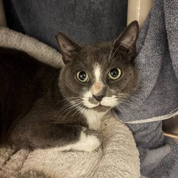 Boi -  Domestic Short Hair Cat for Adoption in Pasadena, California - Boi | PetCurious