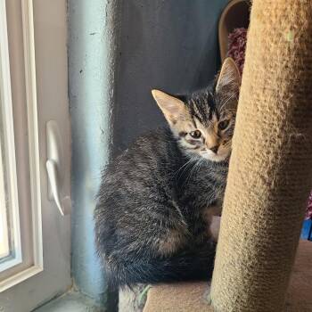 Domestic Short Hair Cats Available for Adoption in Layton, Utah - Jett | PetCurious