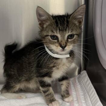 Cream Puff -  Domestic Short Hair Cat for Adoption in Nashville, Tennessee - Cream Puff | PetCurious