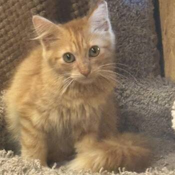 Jimin -  Domestic Medium Hair Cat for Adoption in Richmond, Virginia - Jimin | PetCurious