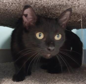 Rescue Domestic Short Hair Cats for Adoption in Washburn, Wisconsin - Dolly Parton | PetCurious