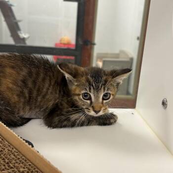Sporty spice -  Domestic Short Hair Cat for Adoption in West Palm Beach, Florida - Sporty Spice | PetCurious