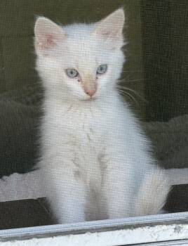 Domestic Short Hair Cats Available for Adoption in San Juan Capistrano, California - Ribbit | PetCurious