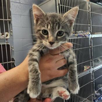 Moon Sugar -  Domestic Short Hair Cat for Adoption in Martinsville, Virginia - Moon Sugar | PetCurious