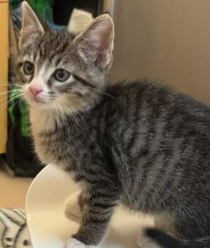 FANG -  Domestic Short Hair Cat for Adoption in Elizabethton, Tennessee - FANG | PetCurious