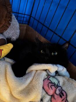 Rescue Domestic Long Hair Cats for Adoption - Lady | PetCurious