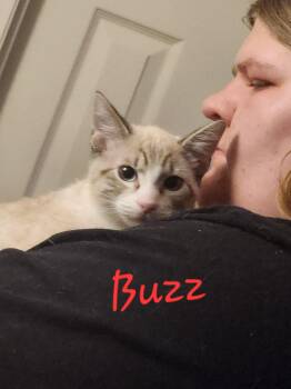 Buzz -  Domestic Short Hair Cat for Adoption in Mount Pleasant, Texas - Buzz | PetCurious