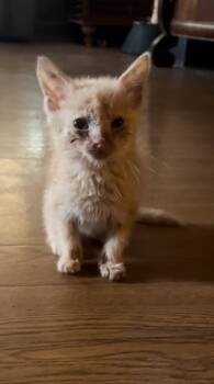 Rescue Domestic Short Hair Cats for Adoption in Hartsville, South Carolina - Zak | PetCurious