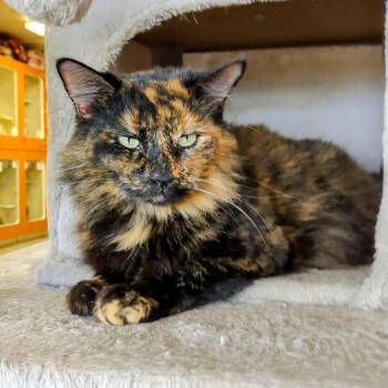 Rescue Domestic Long Hair Cats for Adoption in Troy, Illinois - Venus | PetCurious
