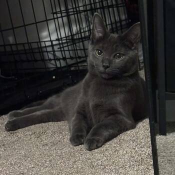 Domestic Short Hair Cats Available for Adoption - Sterling | PetCurious