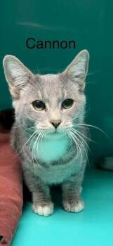 Domestic Short Hair Cats Available for Adoption - Cannon | PetCurious