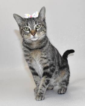 Domestic Short Hair Cats Available for Adoption - Rosetta | PetCurious