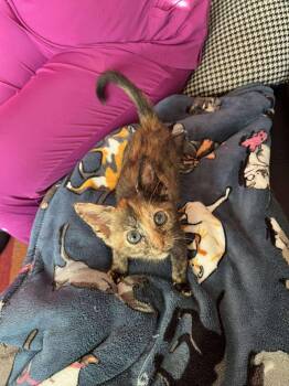 Hermione -  Domestic Short Hair Cat for Adoption in Randolph, Alabama - Hermione | PetCurious