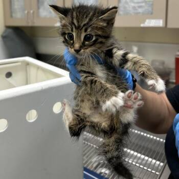 Wonton -  Domestic Short Hair Cat for Adoption in Galveston, Texas - Wonton | PetCurious
