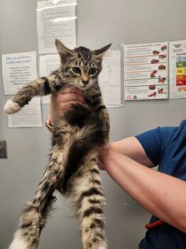 Freesia -  Domestic Medium Hair Cat for Adoption in Bloomington, Indiana - Freesia | PetCurious