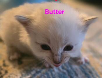 Butter -  Himalayan and Domestic Medium Hair Cat for Adoption in Jamesville, New York - Butter | PetCurious
