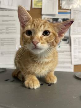 Domestic Short Hair Cats Available for Adoption in Bolivar, Missouri - Lazarus | PetCurious