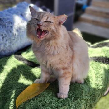 Rescue Domestic Medium Hair Cats for Adoption in Lakewood, California - Lionel | PetCurious