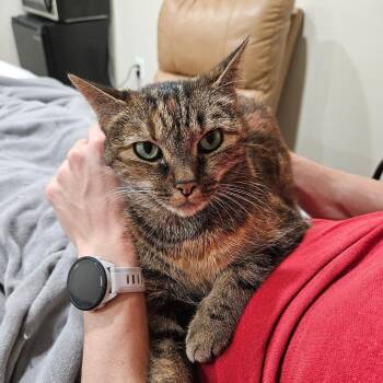 Domestic Short Hair and Tabby Cats Available for Adoption in Arlington, Virginia - Bella | PetCurious