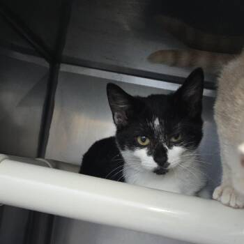 Crouton 26-0294 -  Domestic Short Hair Cat for Adoption in Yanceyville, North Carolina - Crouton 26-0294 | PetCurious