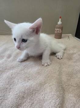 Nate -  Domestic Short Hair Cat for Adoption in Fishers, Indiana - Nate | PetCurious