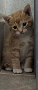 Domestic Short Hair Cats Available for Adoption in Medford, Wisconsin - Theodore | PetCurious