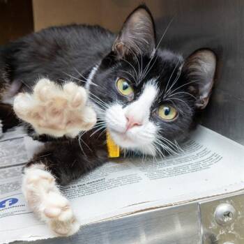 ARYLL -  Domestic Short Hair Cat for Adoption in St. Louis, Missouri - ARYLL | PetCurious