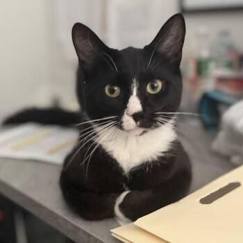 Chandler -  American Shorthair Cat for Adoption in Hull, Massachusetts - Chandler | PetCurious
