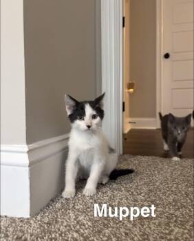 Muppet -  Domestic Short Hair Cat for Adoption in Clarksville, Tennessee - Muppet | PetCurious