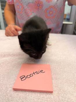 Bootsie -  Domestic Short Hair Cat for Adoption in Vancouver, Washington - Bootsie | PetCurious